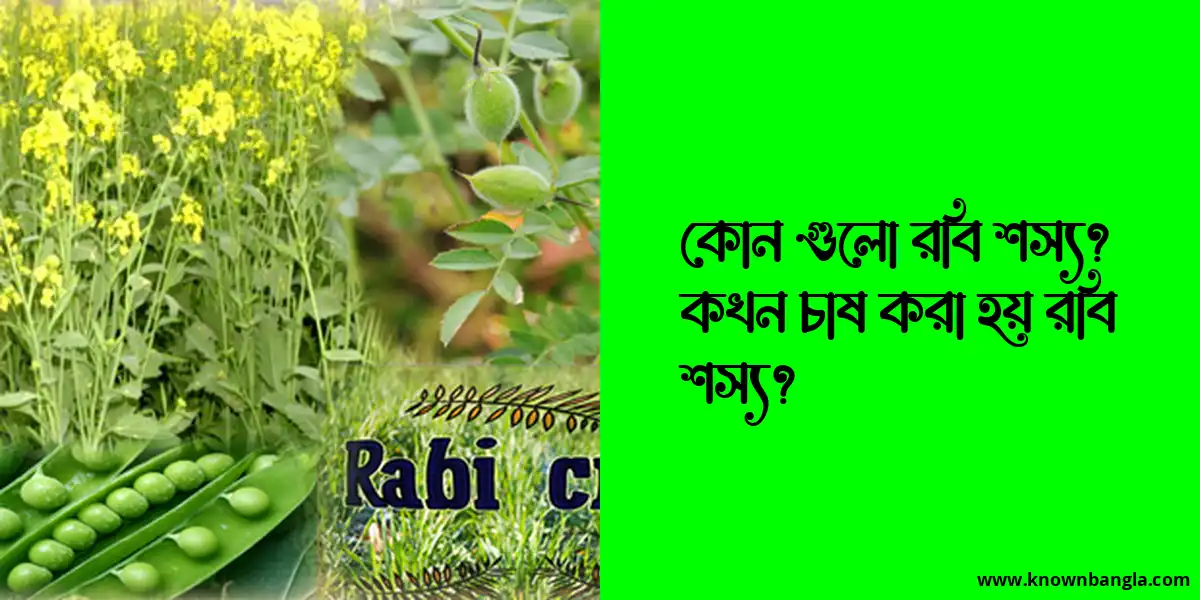 কোন গুলো রবি শস্য? কখন চাষ করা হয় রবি শস্য?