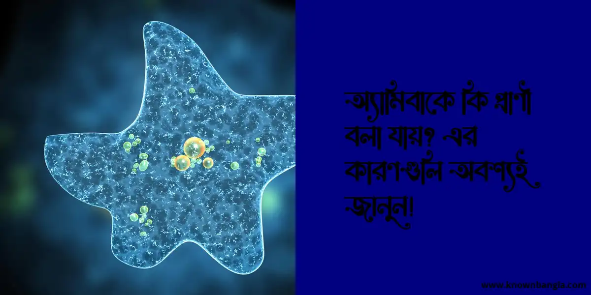 অ্যামিবাকে কি প্রাণী বলা যায়? এর কারণগুলি অবশ্যই জানুন!