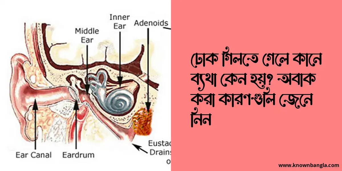 ঢোক গিলতে গেলে কানে ব্যথা কেন হয়?