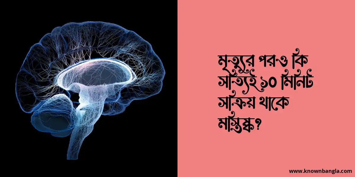 মৃত্যুর পরও কি সত্যিই ১০ মিনিট সক্রিয় থাকে মস্তিষ্ক?