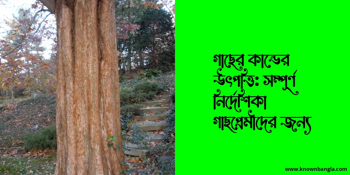 গাছের কান্ডের উৎপত্তি: সম্পূর্ণ নির্দেশিকা গাছপ্রেমীদের জন্য