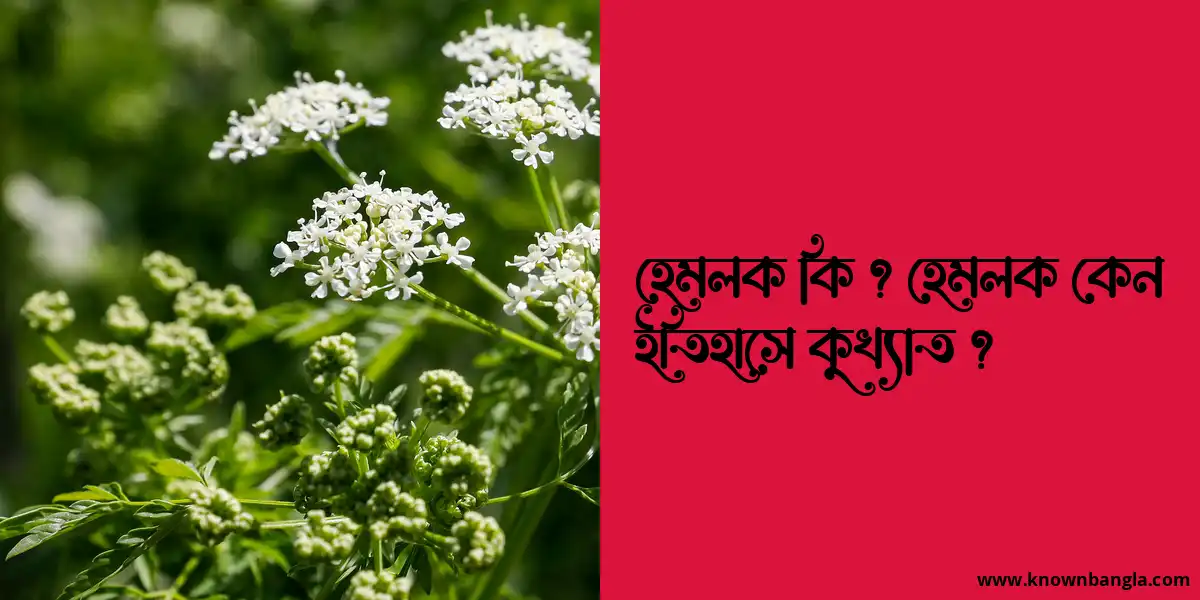 হেমলক কি ? হেমলক কেন ইতিহাসে কুখ্যাত ?