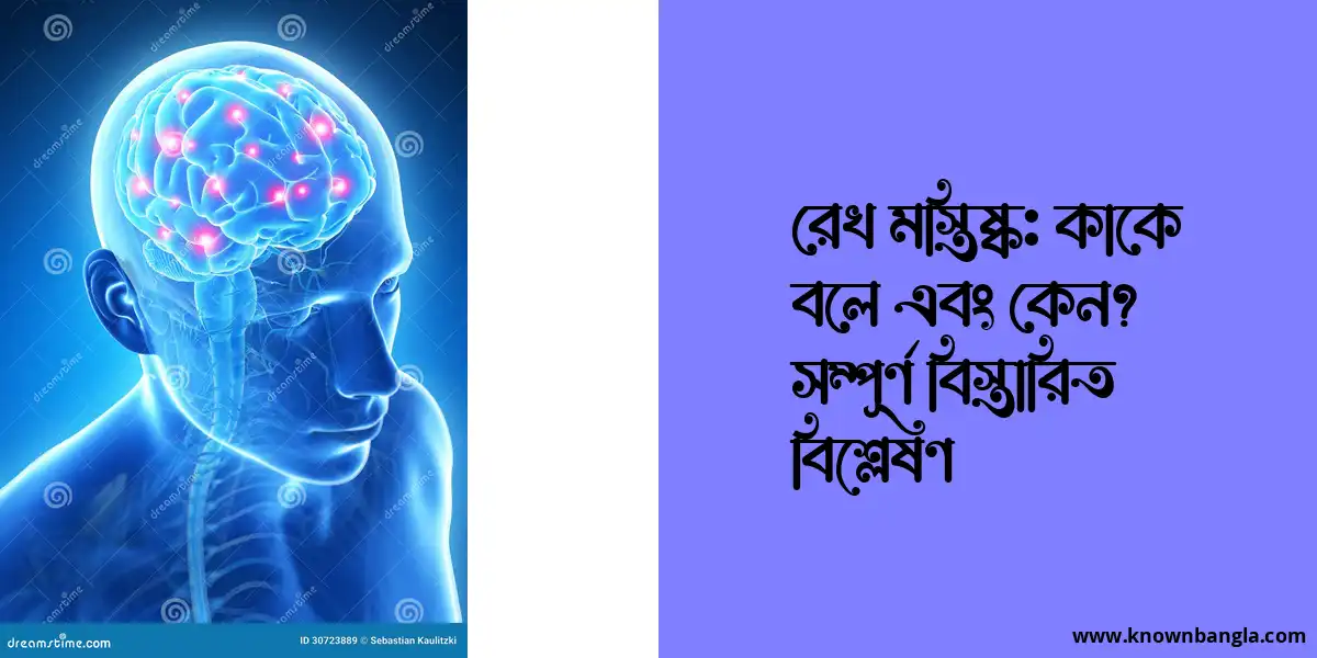 রেখ মস্তিষ্ক: কাকে বলে এবং কেন? সম্পূর্ণ বিস্তারিত বিশ্লেষণ