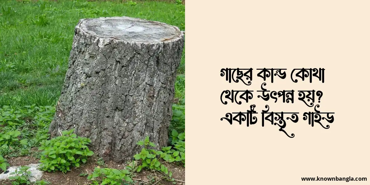 গাছের কান্ড কোথা থেকে উৎপন্ন হয়? একটি বিস্তৃত গাইড