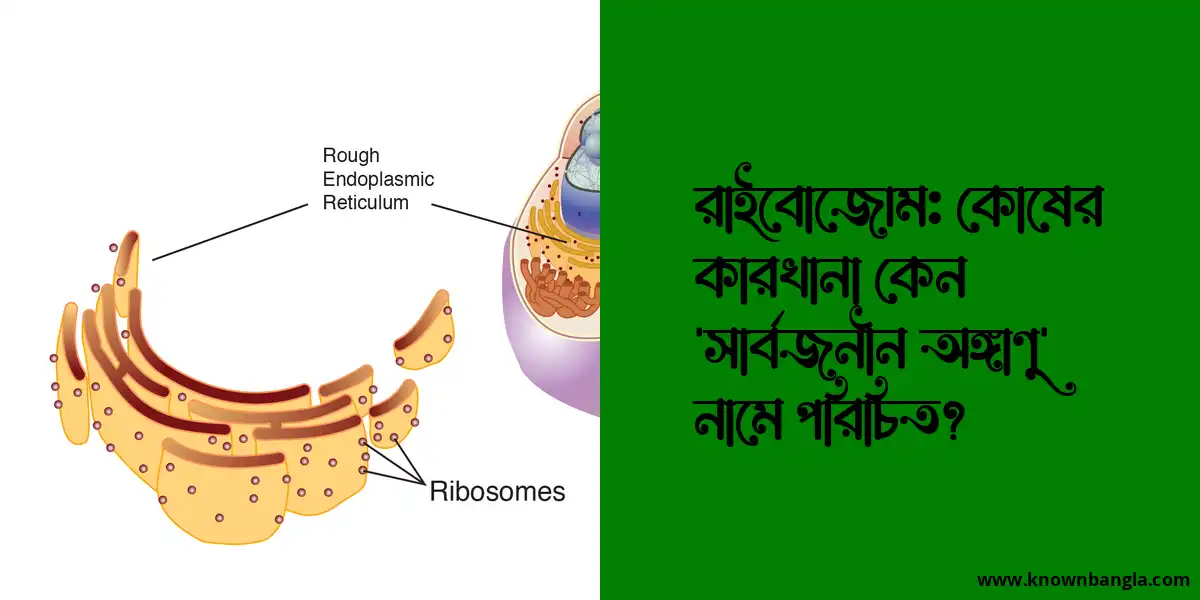 রাইবোজোম: কোষের কারখানা কেন ‘সার্বজনীন অঙ্গাণু’ নামে পরিচিত?