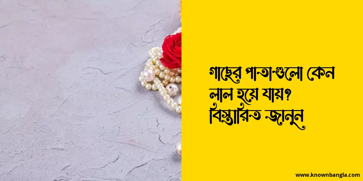 গাছের পাতাগুলো কেন লাল হয়ে যায়? বিস্তারিত জানুন