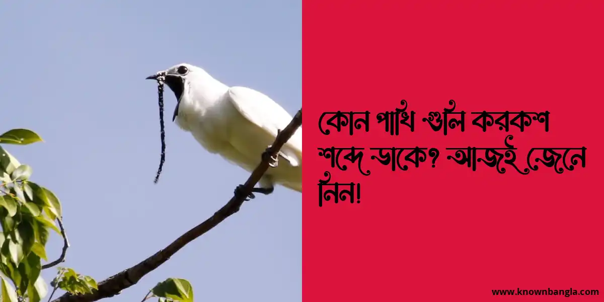 কোন পাখি গুলি করকশ শব্দে ডাকে? আজই জেনে নিন!