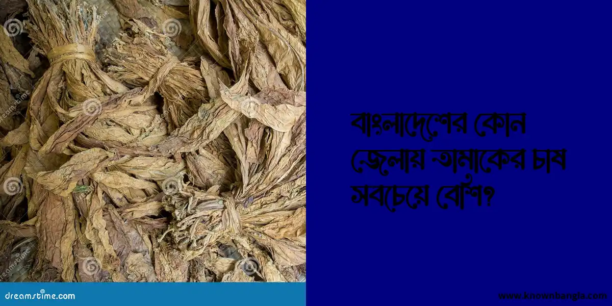 বাংলাদেশের কোন জেলায় তামাকের চাষ সবচেয়ে বেশি?