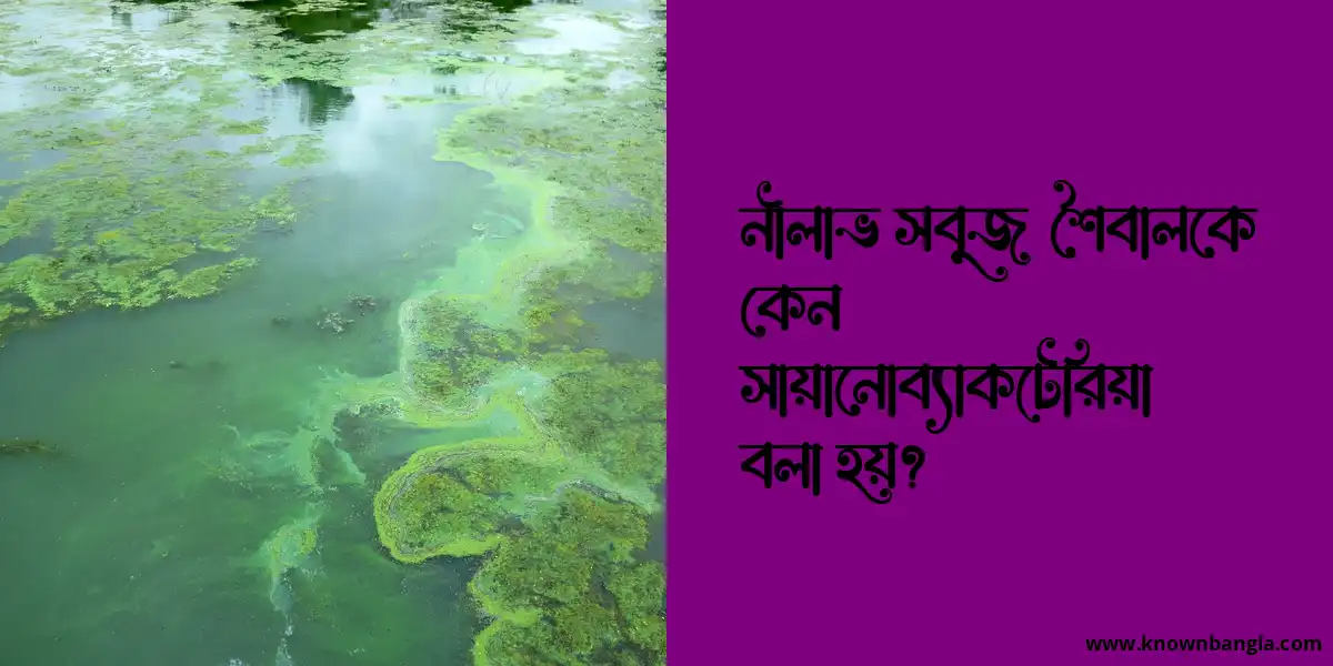 নীলাভ সবুজ শৈবালকে কেন সায়ানোব্যাকটেরিয়া বলা হয়?