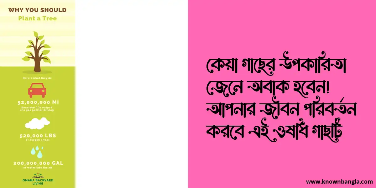 কেয়া গাছের উপকারিতা জেনে অবাক হবেন!