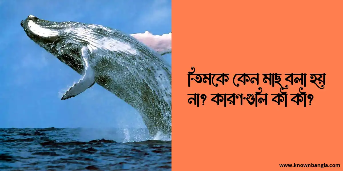 তিমকে কেন মাছ বলা হয় না? কারণগুলি কী কী?