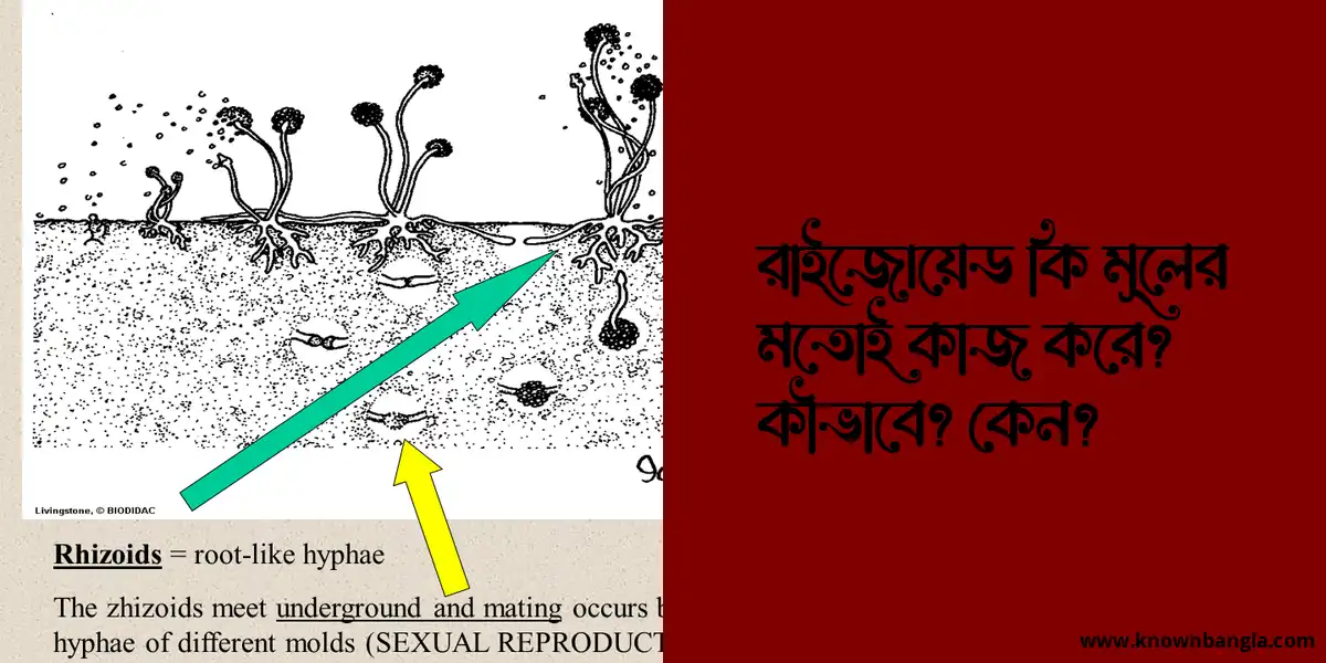 রাইজোয়েড কি মূলের মতোই কাজ করে? কীভাবে? কেন?