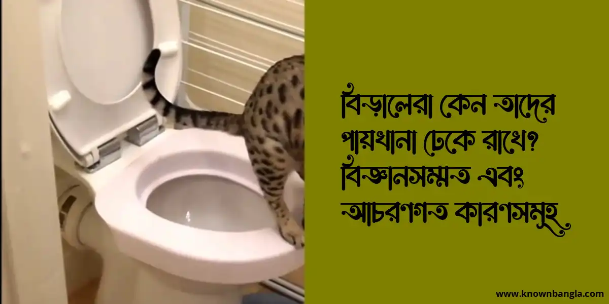 বিড়ালেরা কেন তাদের পায়খানা ঢেকে রাখে? বিজ্ঞানসম্মত এবং আচরণগত কারণসমূহ