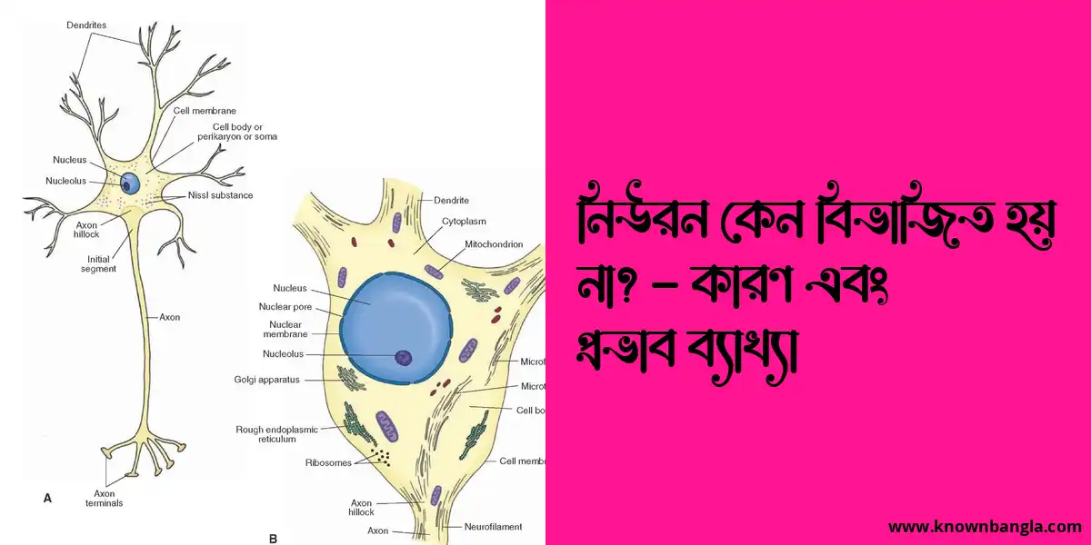 নিউরন কেন বিভাজিত হয় না? – কারণ এবং প্রভাব ব্যাখ্যা