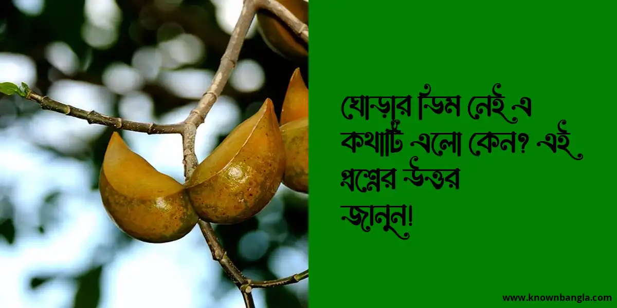 ঘোড়ার ডিম নেই এ কথাটি এলো কেন? এই প্রশ্নের উত্তর জানুন!