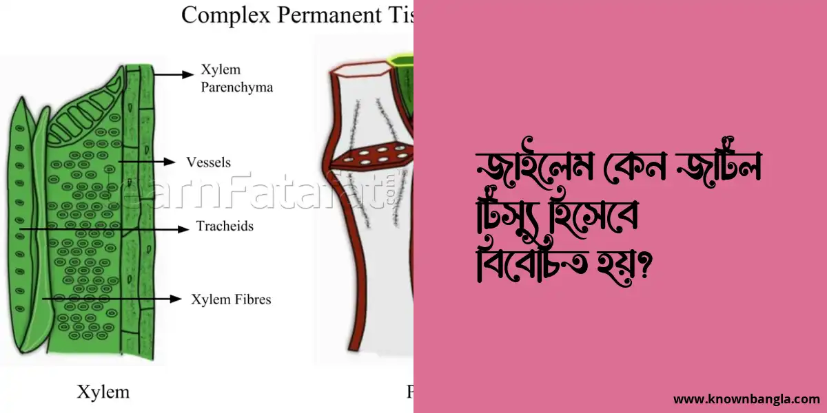 জাইলেম কেন জটিল টিস্যু হিসেবে বিবেচিত হয়?