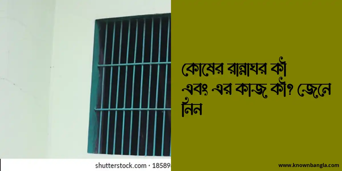 কোষের রান্নাঘর কী এবং এর কাজ কী? জেনে নিন