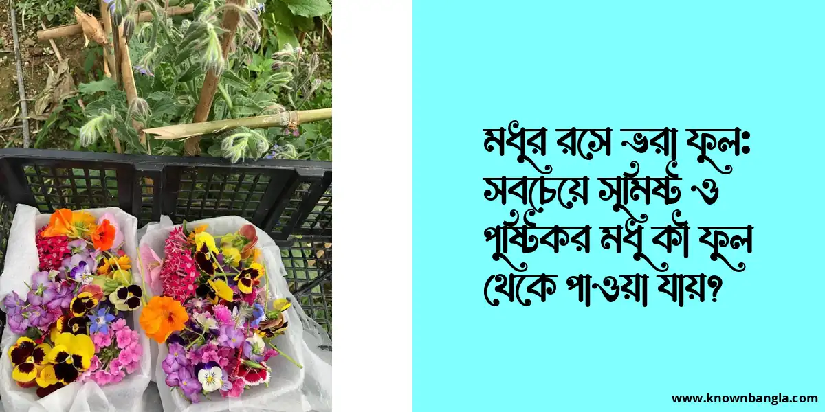 মধুর রসে ভরা ফুল: সবচেয়ে সুমিষ্ট ও পুষ্টিকর মধু কী ফুল থেকে পাওয়া যায়?