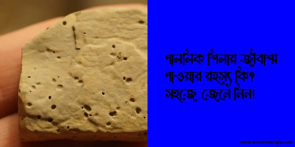 পাললিক শিলায় জীবাশ্ম পাওয়ার রহস্য কি? সহজে জেনে নিন!