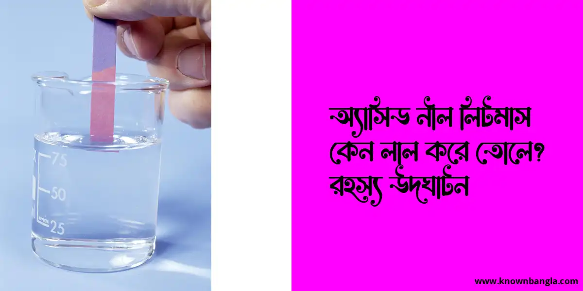 অ্যাসিড নীল লিটমাস কেন লাল করে তোলে? রহস্য উদঘাটন