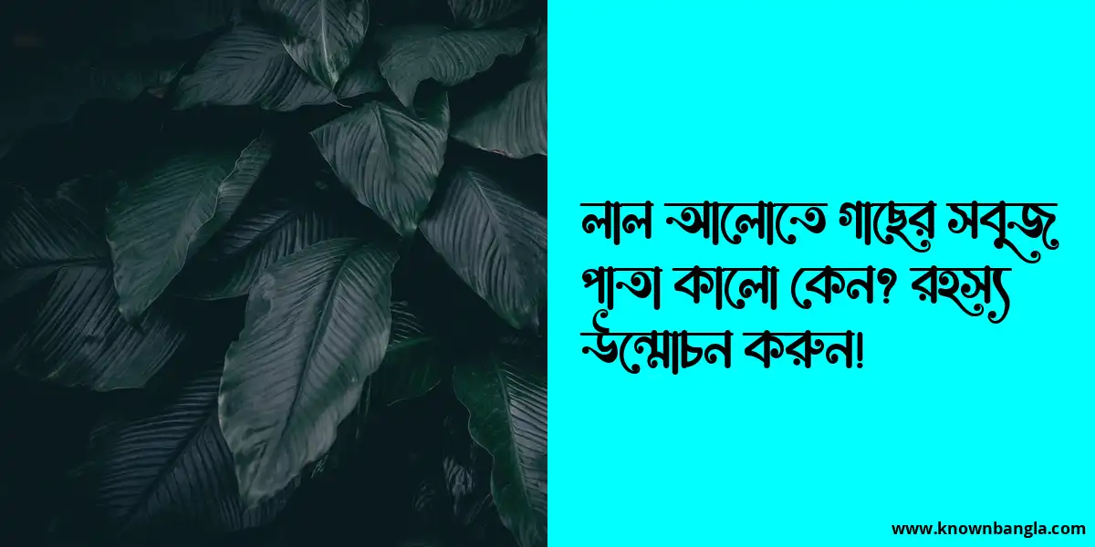 লাল আলোতে গাছের সবুজ পাতা কালো কেন? রহস্য উন্মোচন করুন!