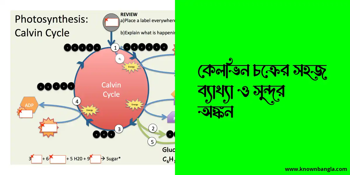 কেলভিন চক্রের সহজ ব্যাখ্যা ও সুন্দর অঙ্কন