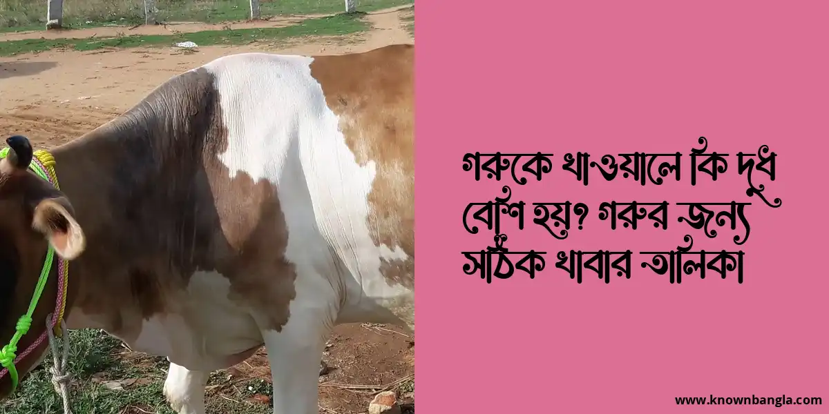 গরুকে খাওয়ালে কি দুধ বেশি হয়? গরুর জন্য সঠিক খাবার তালিকা