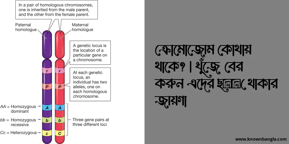 ক্রোমোজোম কোথায় থাকে? | খুঁজে বের করুন এদের ছिपে থাকার জায়গা