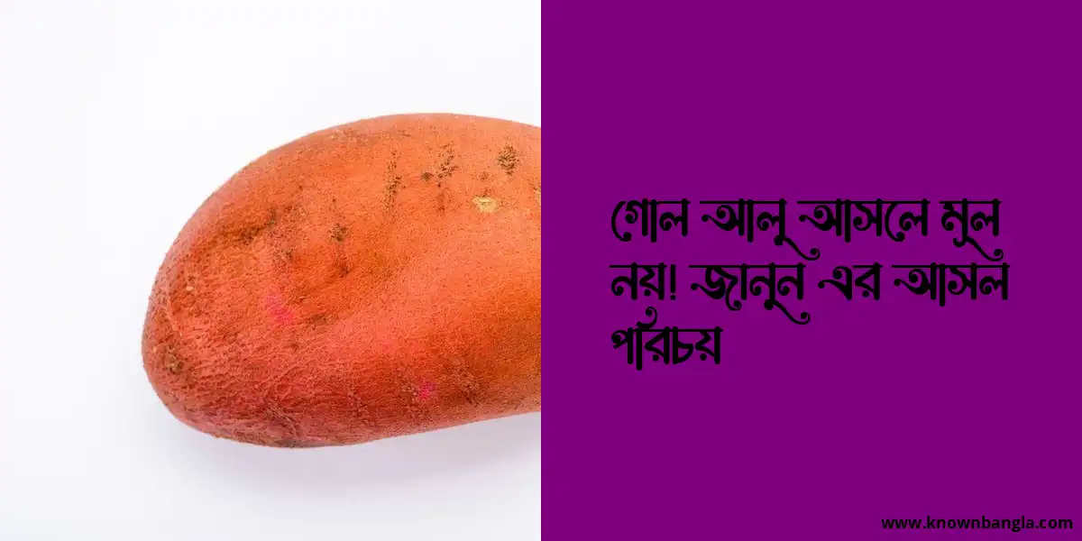 গোল আলু আসলে মূল নয়! জানুন এর আসল পরিচয়