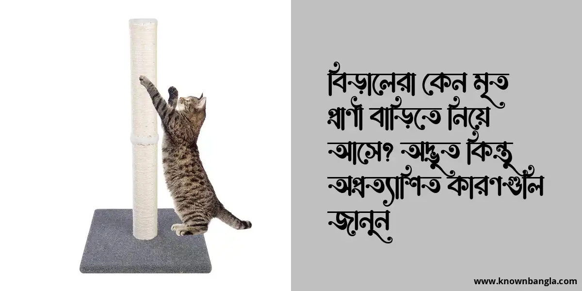 বিড়ালেরা কেন মৃত প্রাণী বাড়িতে নিয়ে আসে? অদ্ভুত কিন্তু অপ্রত্যাশিত কারণগুলি জানুন