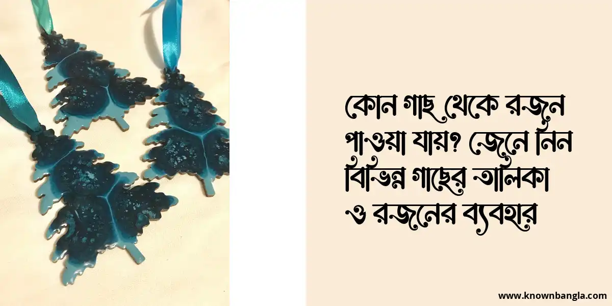 কোন গাছ থেকে রজন পাওয়া যায়? জেনে নিন বিভিন্ন গাছের তালিকা ও রজনের ব্যবহার