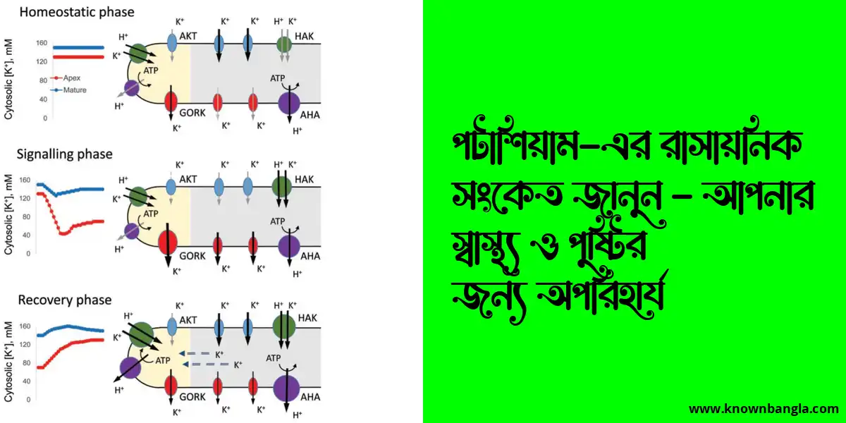 পটাশিয়াম-এর রাসায়নিক সংকেত জানুন – আপনার স্বাস্থ্য ও পুষ্টির জন্য অপরিহার্য