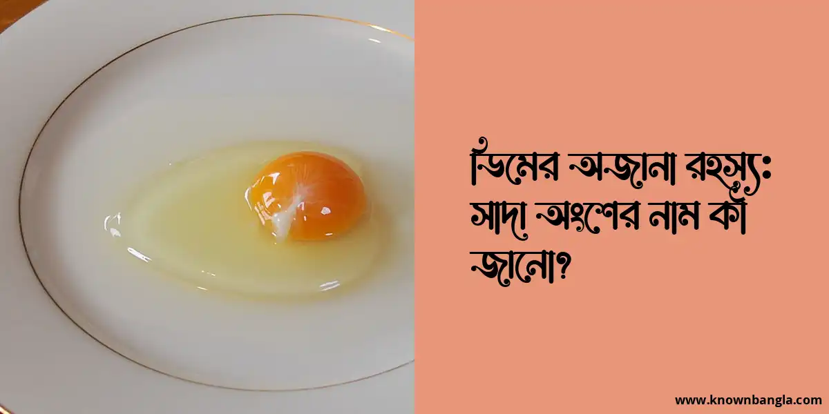 ডিমের অজানা রহস্য: সাদা অংশের নাম কী জানো?