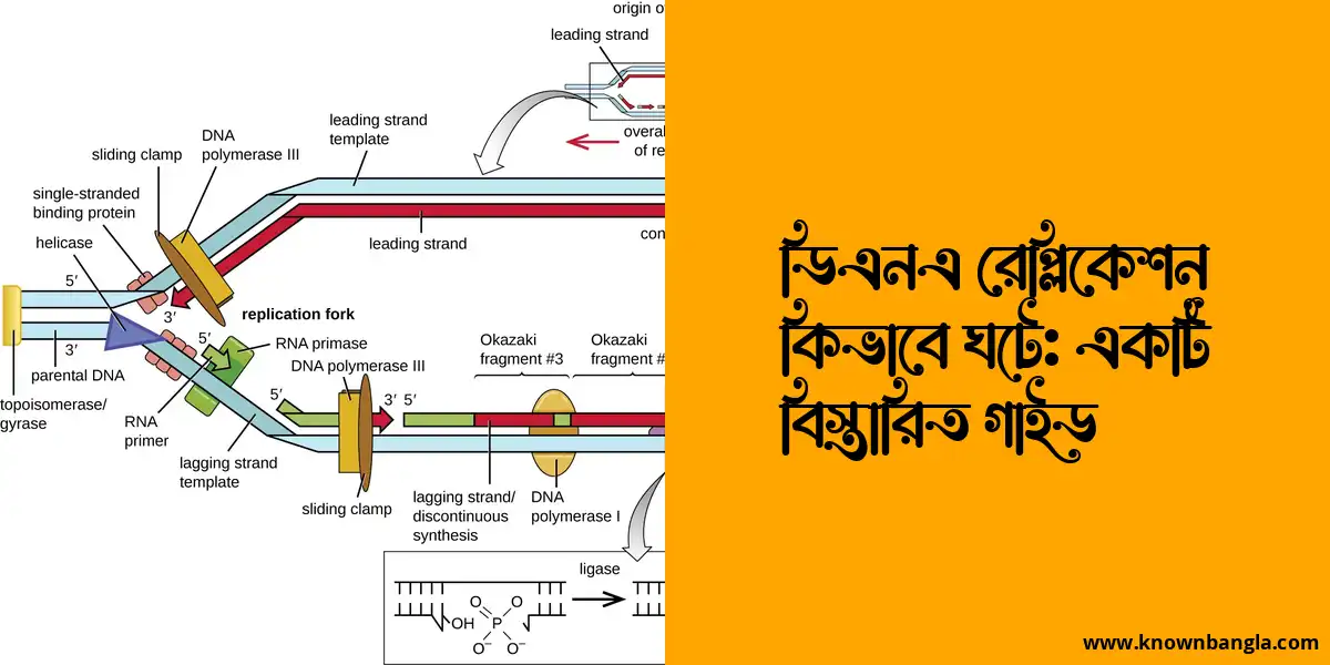 ডিএনএ রেপ্লিকেশন কিভাবে ঘটে: একটি বিস্তারিত গাইড