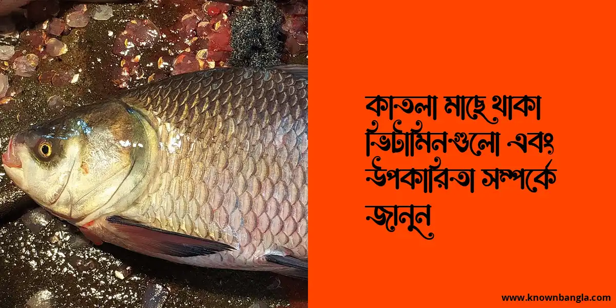 কাতলা মাছে থাকা ভিটামিনগুলো এবং উপকারিতা সম্পর্কে জানুন