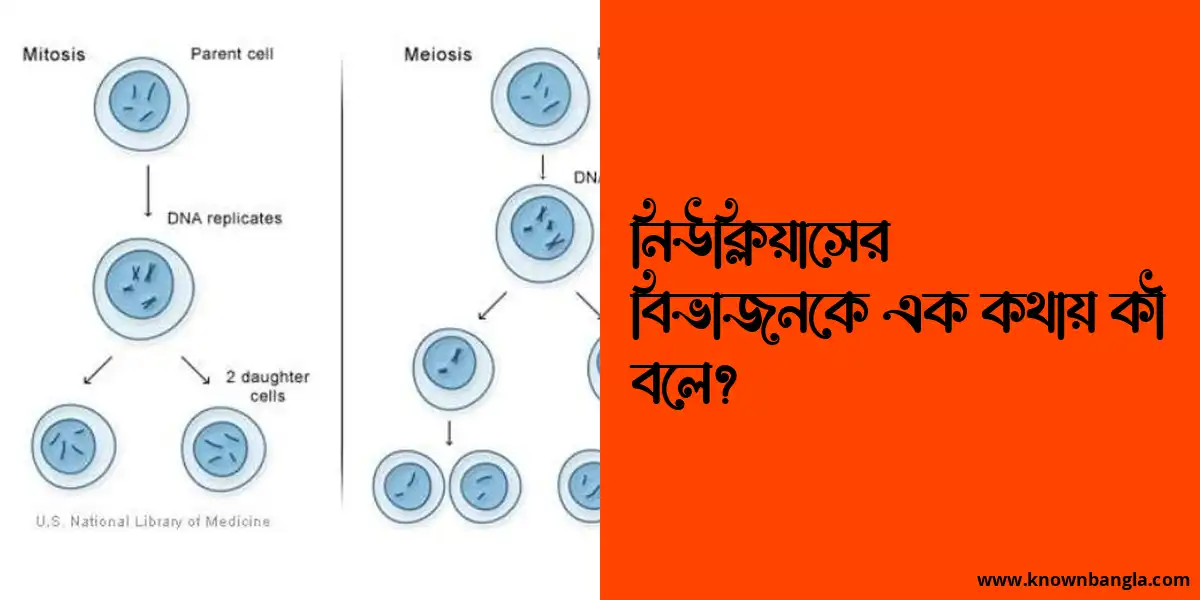 নিউক্লিয়াসের বিভাজনকে এক কথায় কী বলে?